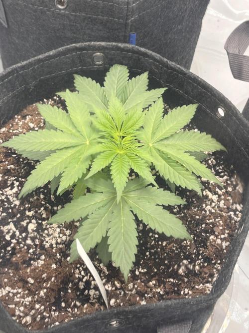 First Grow journey. Week 6