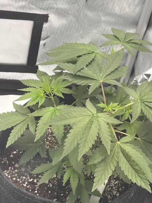 First Grow journey. Week 6