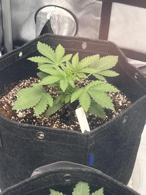 First Grow journey. Week 6