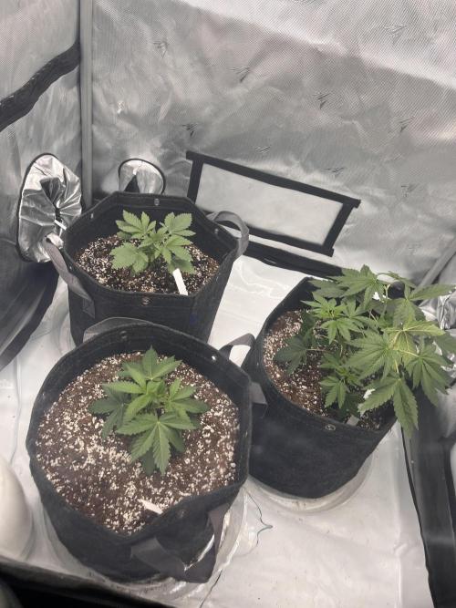First Grow journey. Week 6