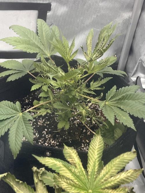 First Grow journey. Week 6