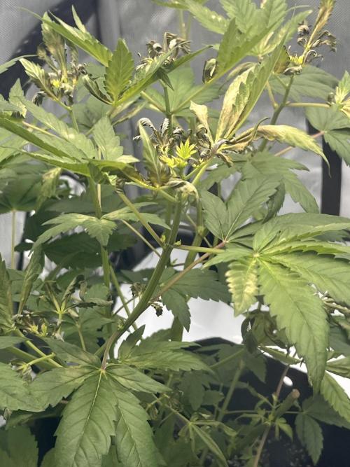 First Grow journey. Week 6