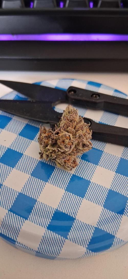 Ice Cream Cake Seed Junky Breeder Cut. Week 10 - Harvest time