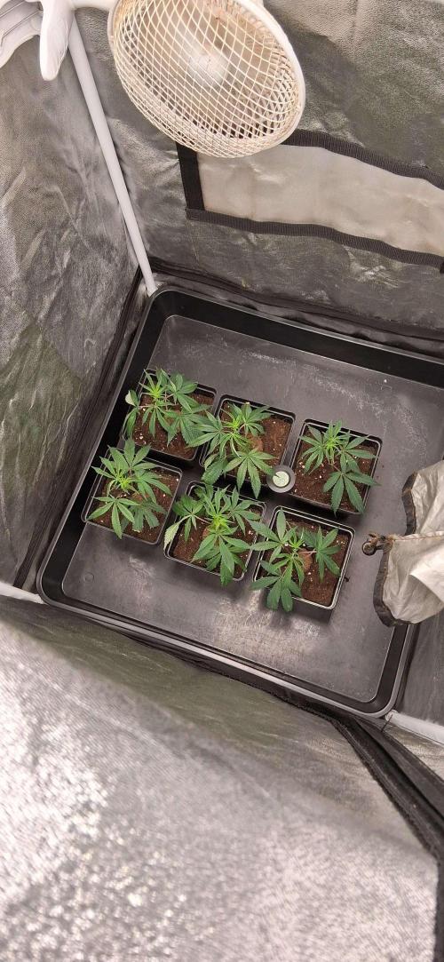 Growmix. Week 0