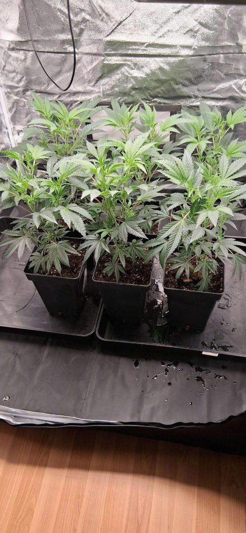 Growmix. Week 3