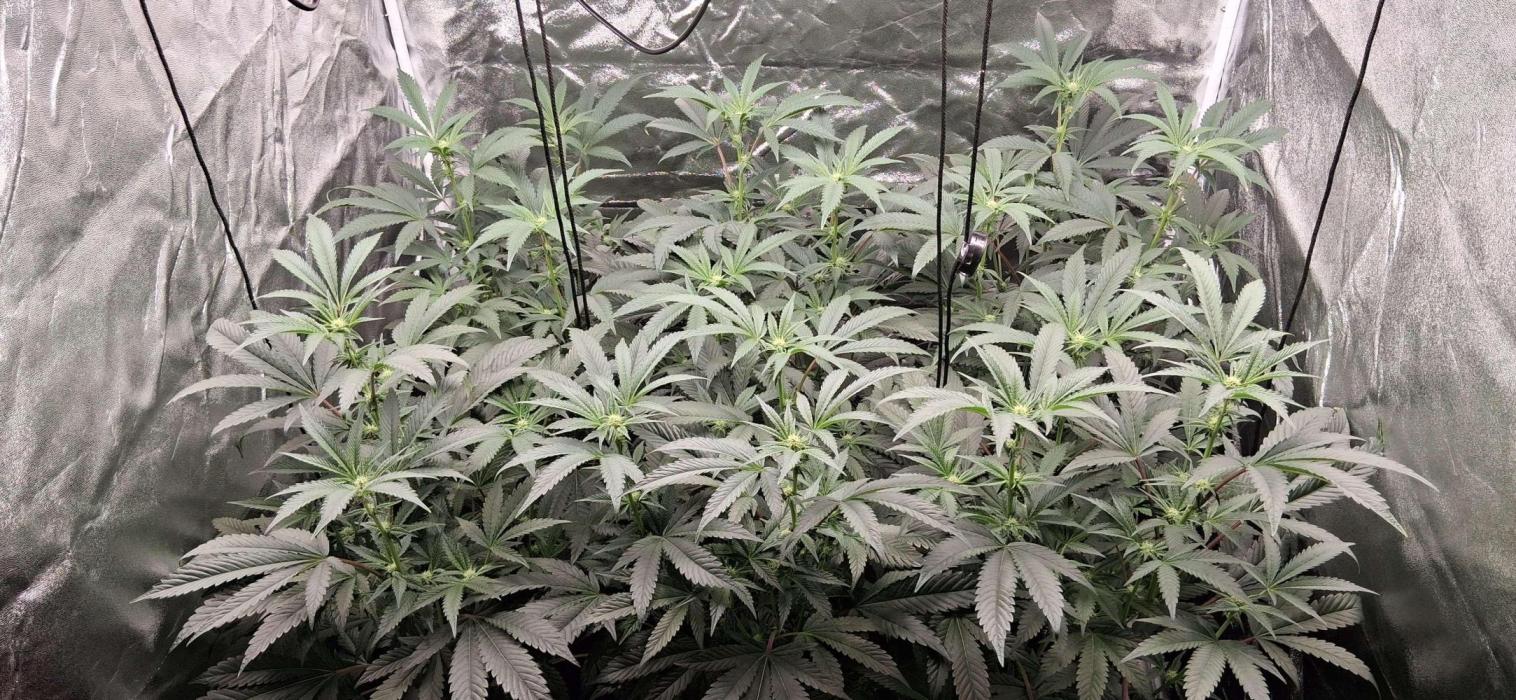 Ice Cream Cake Seed Junky Breeder Cut. Week 4