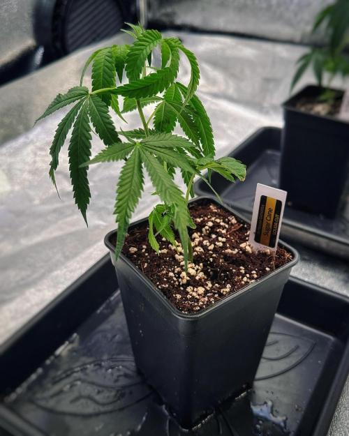 Sugar Cane (LOUDA Cut). Week 1