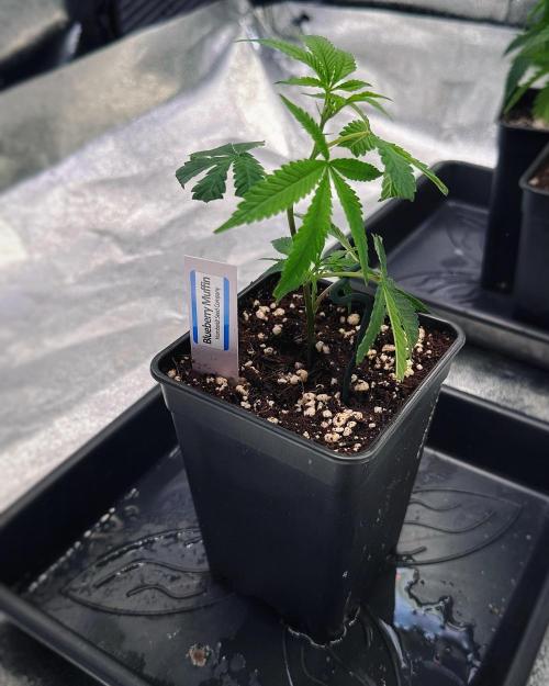 Blueberry Muffin (MannyT Cut). Week 1