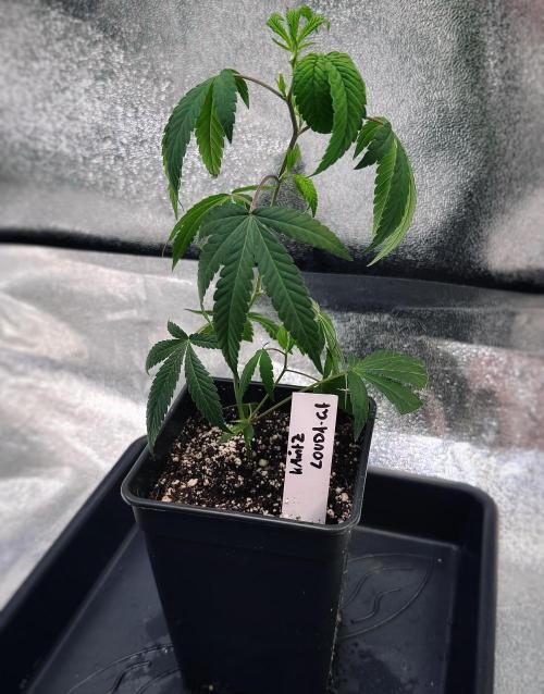 K-MintZ (LOUDA Cut). Week 1