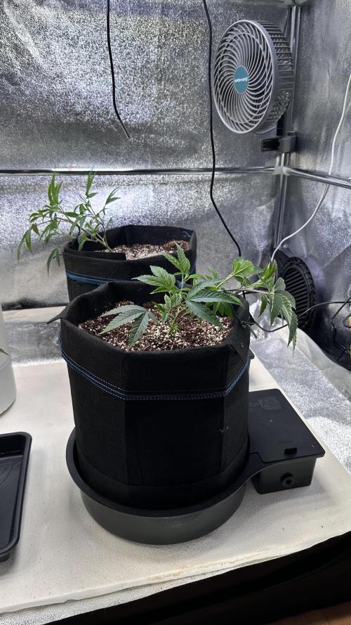 K-MintZ (LOUDA Cut). Week 2