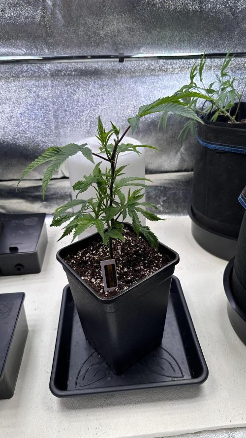 Sugar Cane (LOUDA Cut). Week 2