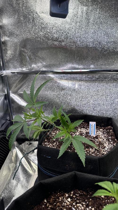 Blueberry Muffin (MannyT Cut). Week 2