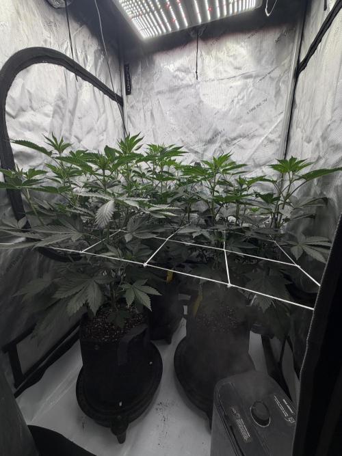 Cheetah Piss S1. Week 7