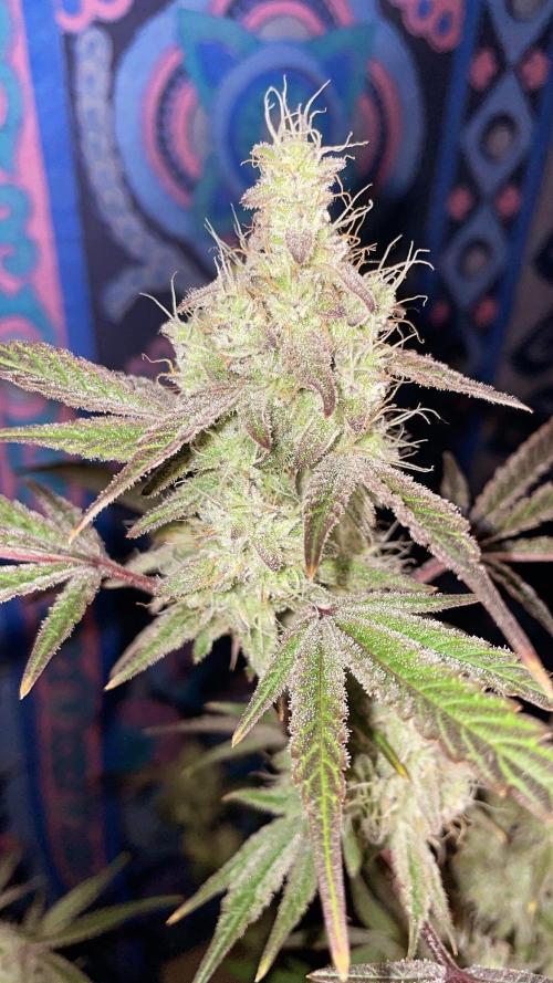 white truffle. Week 5