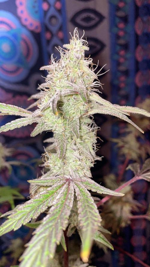 white truffle. Week 5