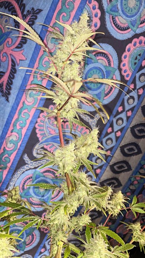 white truffle. Week 5