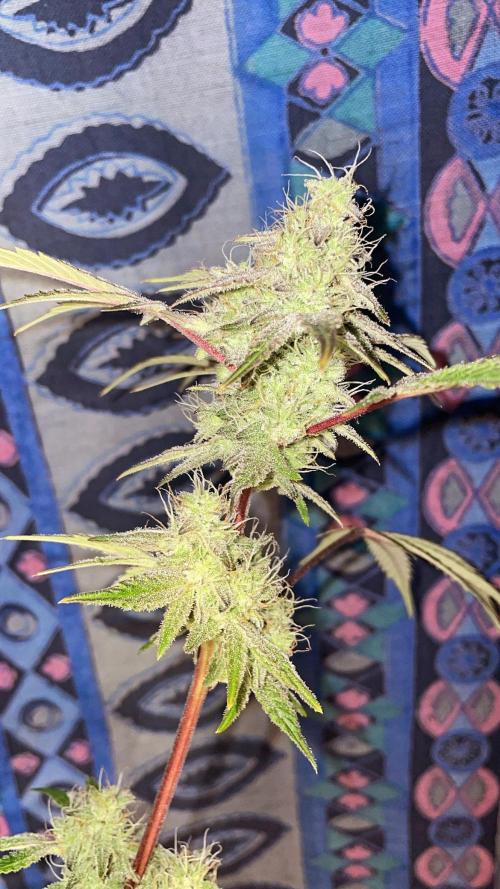 white truffle. Week 5