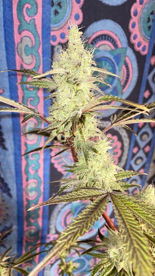 white truffle. Week 5