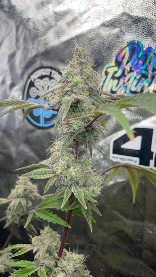 white truffle. Week 7