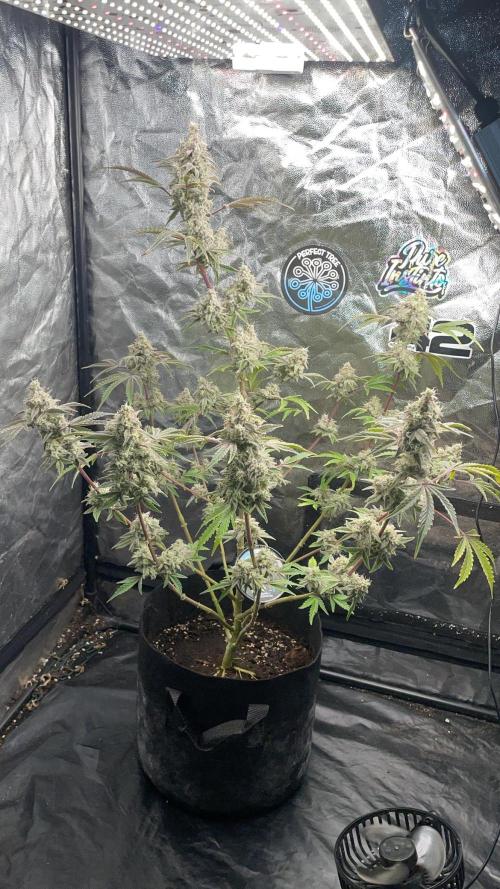 white truffle. Week 7