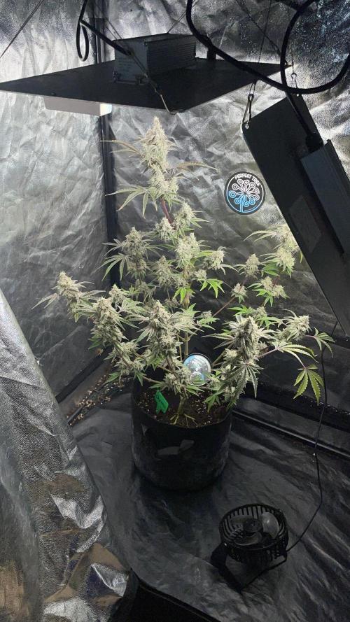 white truffle. Week 7