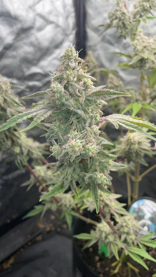 white truffle. Week 7