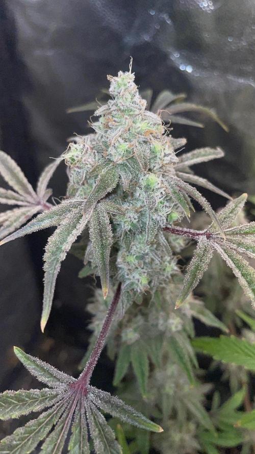 white truffle. Week 7