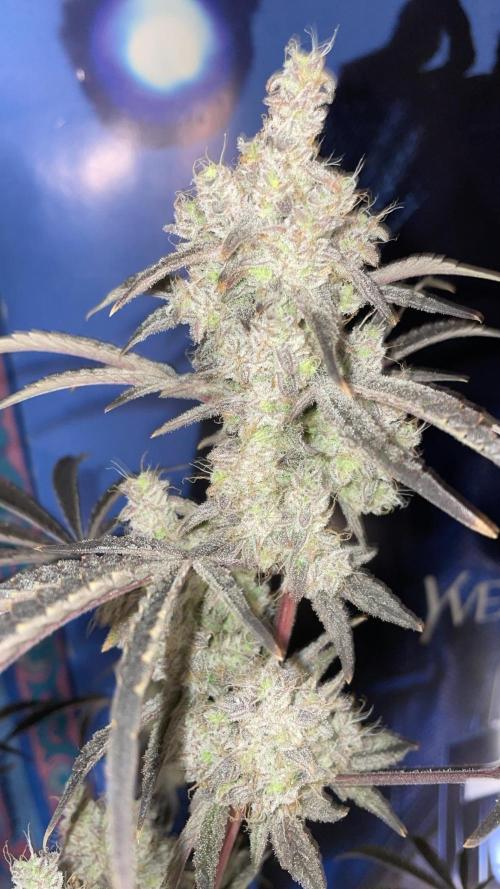 white truffle. Week 8