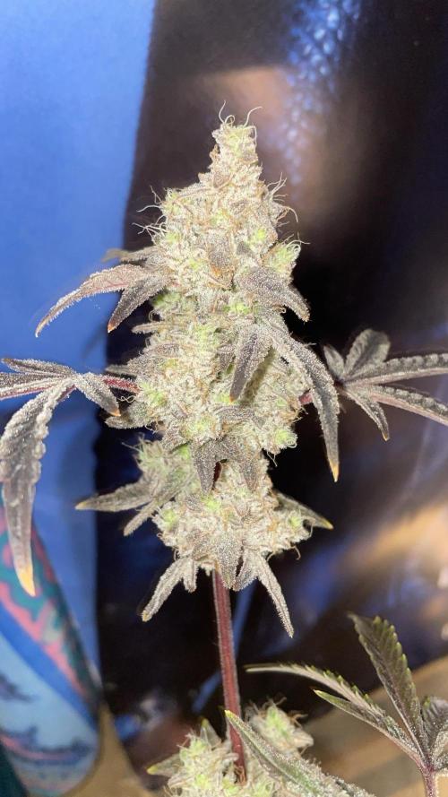 white truffle. Week 8