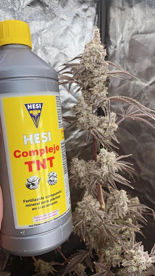 white truffle. Week 11