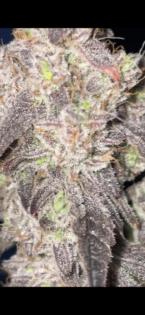 white truffle. Week 11