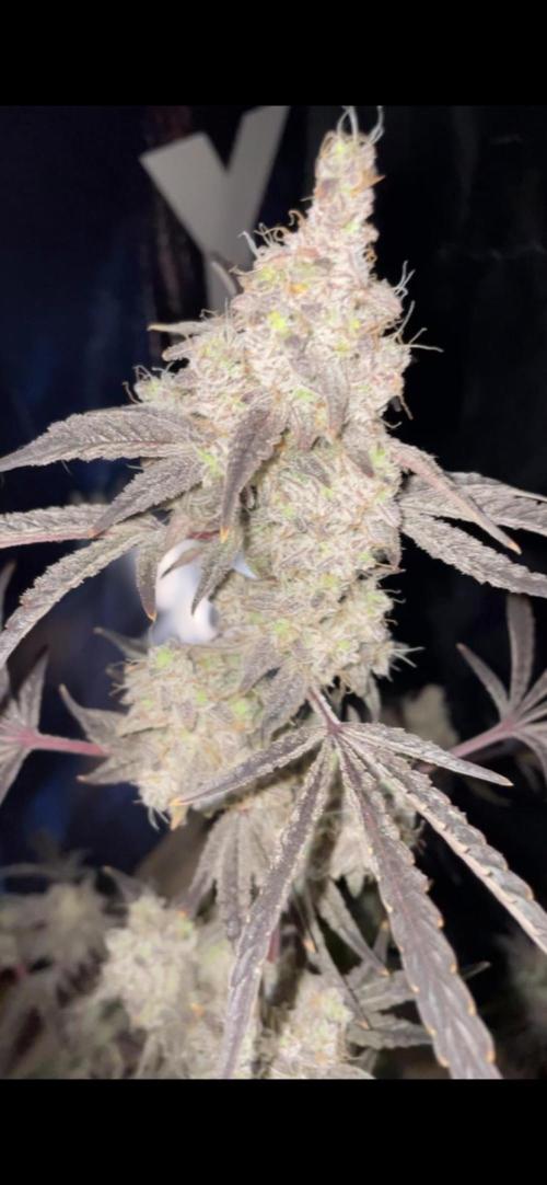 white truffle. Week 11