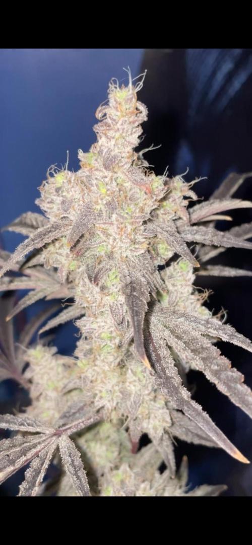 white truffle. Week 11