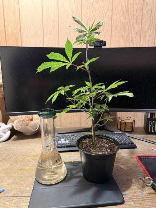 White Inferno-Beleaf Cannabis. Week 4