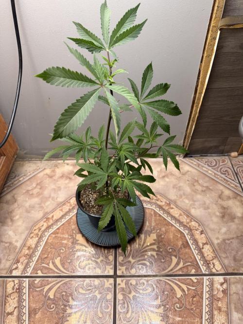 White Inferno-Beleaf Cannabis. Week 4