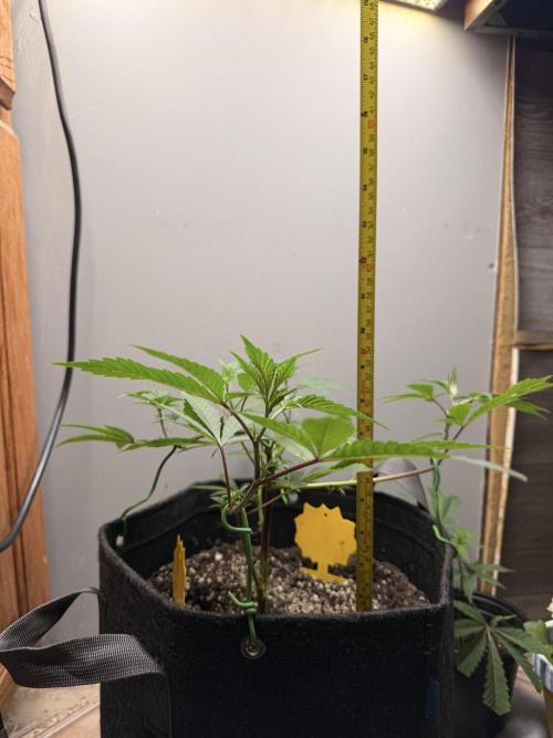 White Inferno-Beleaf Cannabis. Week 5