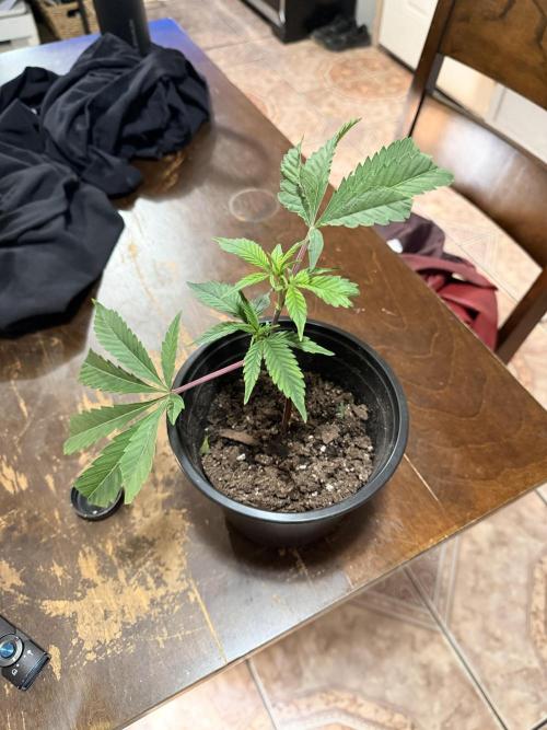 White Inferno-Beleaf Cannabis. Week 5