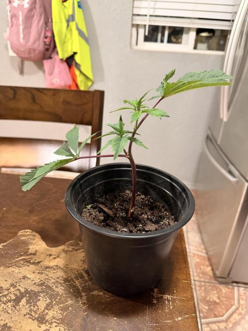 White Inferno-Beleaf Cannabis. Week 5