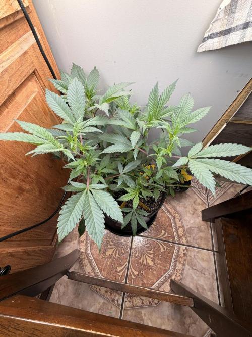 White Inferno-Beleaf Cannabis. Week 6