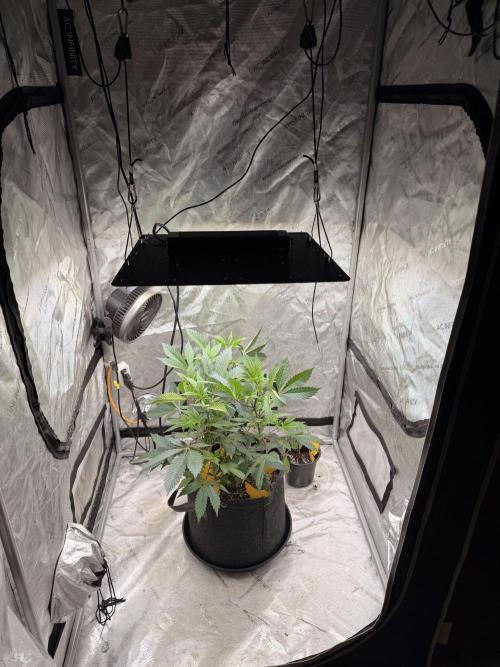 White Inferno-Beleaf Cannabis. Week 6