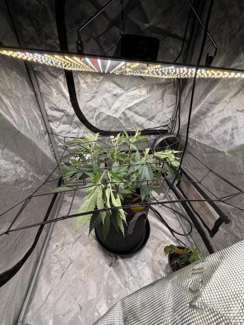 White Inferno-Beleaf Cannabis. Week 6