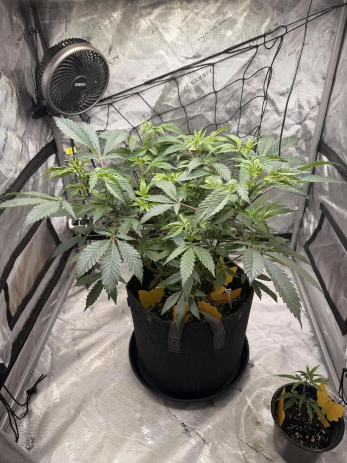 White Inferno-Beleaf Cannabis. Week 7