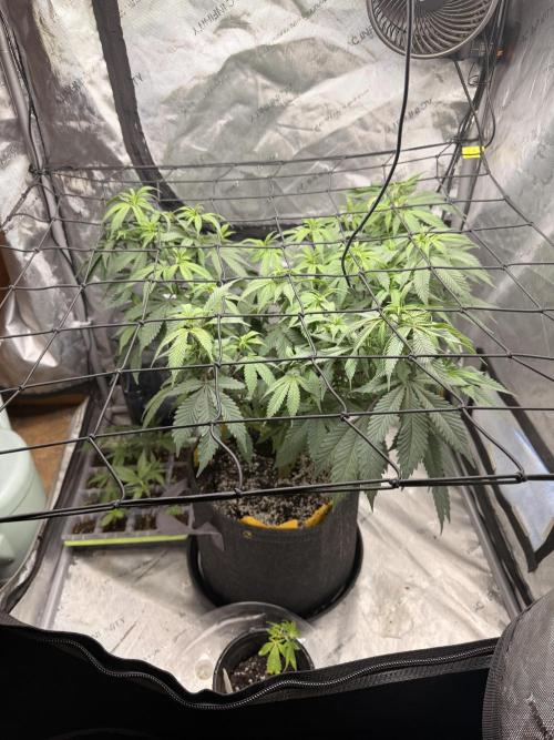 White Inferno-Beleaf Cannabis. Week 8