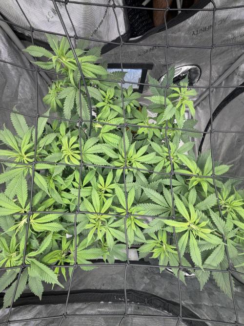 White Inferno-Beleaf Cannabis. Week 9