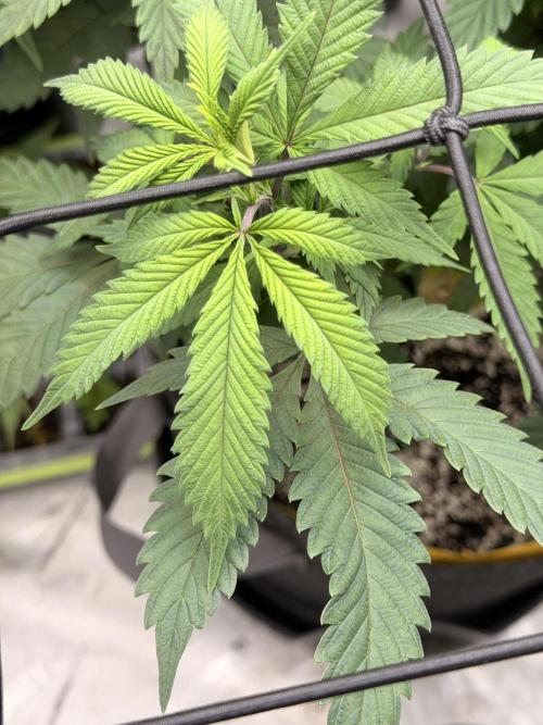 White Inferno-Beleaf Cannabis. Week 9