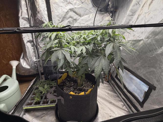 White Inferno-Beleaf Cannabis. Week 9