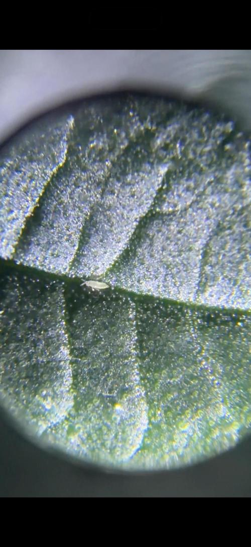 White Inferno-Beleaf Cannabis. Week 9