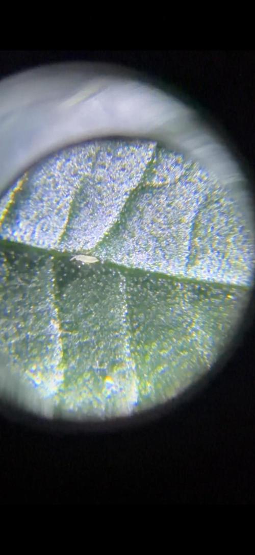 White Inferno-Beleaf Cannabis. Week 9