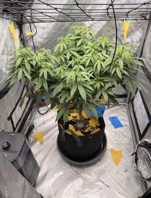 White Inferno-Beleaf Cannabis. Week 10