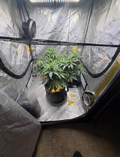 White Inferno-Beleaf Cannabis. Week 10